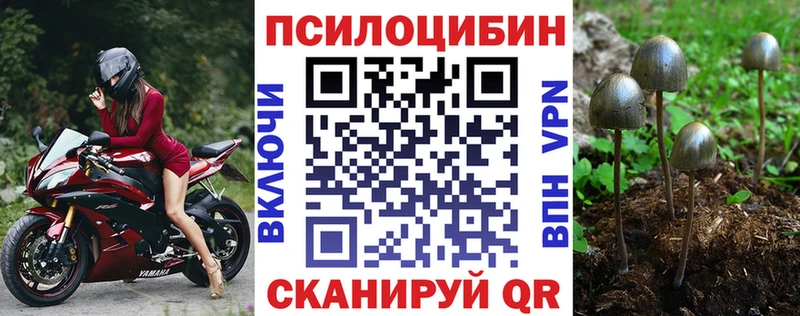 Купить закладки  Нерюнгри  Галлюциногенные грибы Psilocybe 
